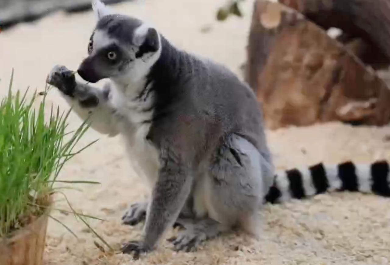 Первый день рождения лемура Максима: радость и веселье в Казанском зоопарке!